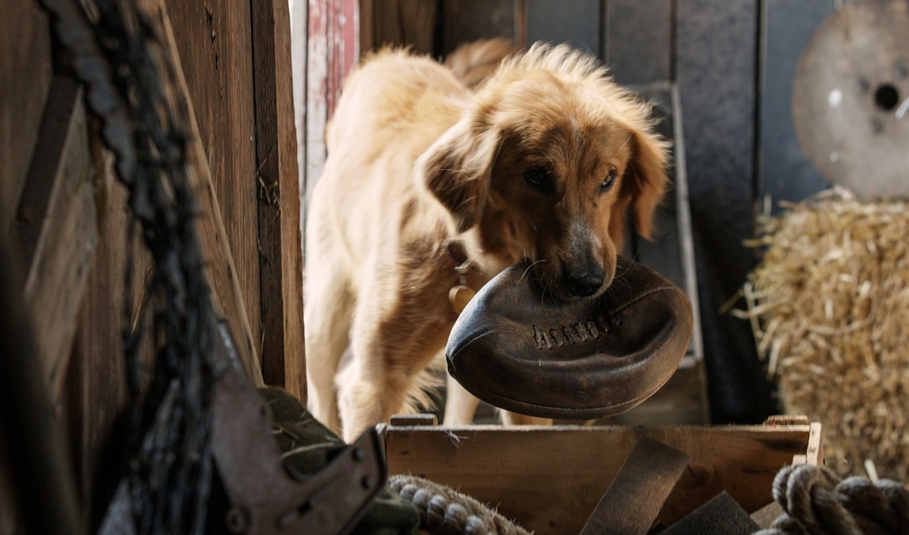 Le film Mes vies de chien accusé de cruauté envers les animaux